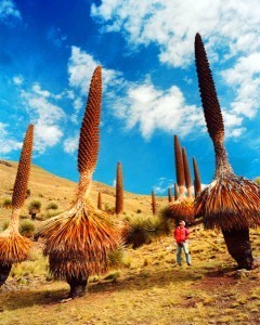 Standing among the Puya Raimondi at Huascaran National Park in Peru