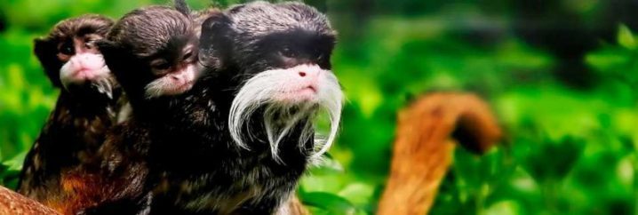 national-park-pilcopata-monkey-reduced