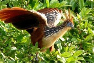 Hoatzin-llago sandoval