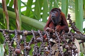 Lake_Sandoval_Tambopata_