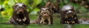tambopata