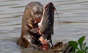 tambopata-sandoval-lake-3-days