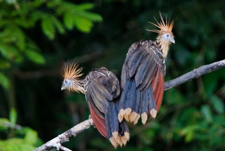 Shansho Tambopata