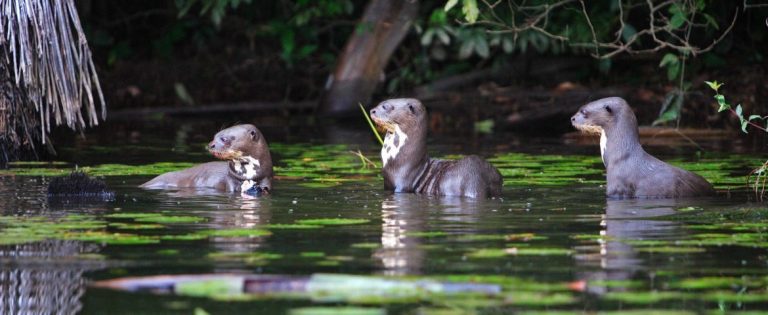 Lobos de Rio de Tambopata 