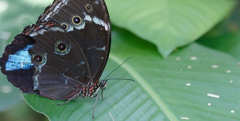 Mariposario Iquitos